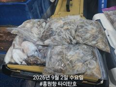 오늘의조황 - [홍원항타이탄호] 9월1일 (화) 쭈꾸미 금어기 해제 첫날 신고식!!! - 홍원항 타이탄호