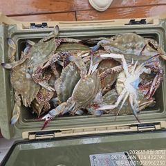 백/쭈/갑조황 - 8월30일 홍원항 백두산호 꽃게 조황입니다.. - 홍원항 백두산호,배낚시,바다낚시