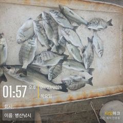 1시간전 [여수,광양] (은별호) 9/2. 내만갈치. 조황입니다