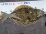 9월2일 뉴용궁호 (10분출조)쭈갑 조황입니다