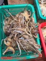 쭈갑백조황 글만 보기