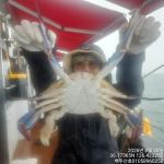 9월2일 홍원항 백두산호 쭈꾸미 조황입니다..
