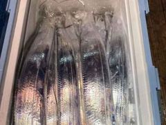 [진해] [3일,준내만갈치]엘보비상!! 만쿨성공! 이번주 금/토 내만갈치…