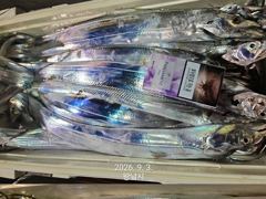 내만갈치 담배갑씨알까지! 쏟아집니다!(오늘예약가능)