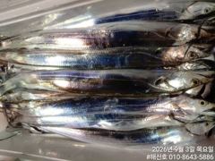 [진해] (갈치)4지3지 大치 폭격 생미끼에 HIT 행진 해신호(금토일 …
