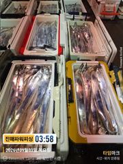[진해] [갈치/텐빈/텐야]3일입항~3지4지급까지 쿨러만땅[금.토.일]내…