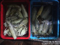 2일 금오열도 무늬오징어 조황입니다