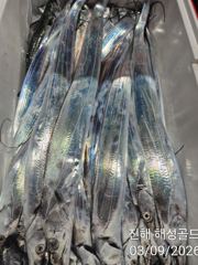 당분간 먼바다기상악화로 내만갈치 손맛입맛 퍼담으러갑니다 예약가능 