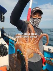 9/3일, 군산 문어~부쩍커진 문어들~~실시간~내일도 갑니다~~군산 챔피언호