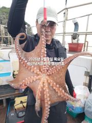 9/3일, 군산 문어~부쩍커진 문어들~~실시간~내일도 갑니다~~군산 챔피언호