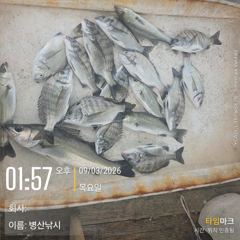 병산  감성돔 마리수 농어 5짜 숭어 마리수 선외기 흘림조황~