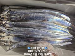 [진해] "내만 갈치" 회무침먹고~ 1타1피~피딩타임~(예약가능합니다)