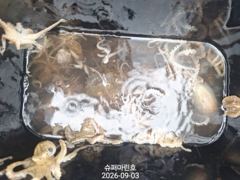 9.3. 군산슈퍼마린호 쭈꾸미 조황=슈마를 찾아주셔서 감사합니다!