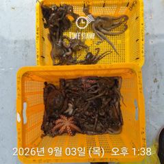 문어 장원 19마리 씨알이!