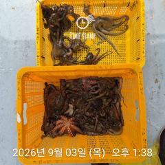 [사천] 문어 장원 19마리 씨알이!