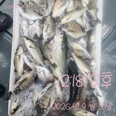 [고성] 3일 감성돔 흘림 조황입니다.