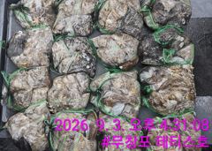 조황정보 - 9/3 쭈꾸미 조황 - 무창포선상낚시