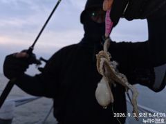 9/3일, 군산 쭈꾸미~점점 좋아지는 조황~~갑오징어도 같이~내일도 갑니다~군산 뉴라이브호