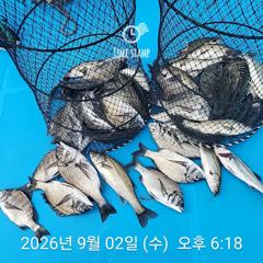 [사천] 삼천포 내만권 감성돔