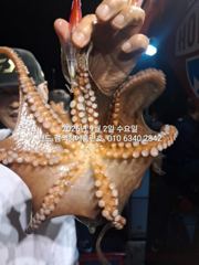 3일 주간 홈런호 쭈꾸미 18명 마루리 조황