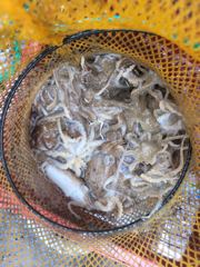 오늘의조황 - 드림호 9월3일 쭈갑조황입니다!!! - 홍원항 항구낚시