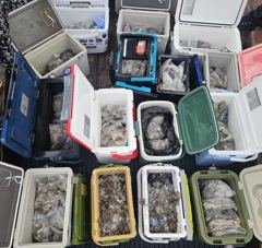 주꾸미 조황(09월 03일)