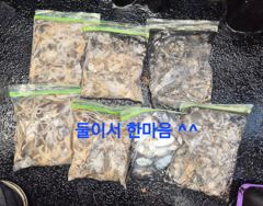 9월 3일 쭈꾸미 조황