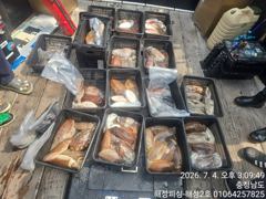 7월4일 산란갑오징어 조황