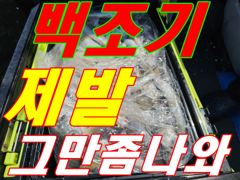 신나래호 쭈꾸미 대박 오늘장원 416마리~~ 터졌다~