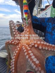 9월3일 군산 홈런호 야간 문어 출조 하였습니다.바람 불고 배는…