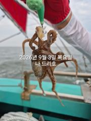9/3일, 군산주꾸미~좋아지고 있어요~~점점 좋아지는 쭈꾸미조황~군산 나드리호