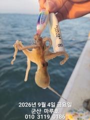 9월 4일 쭈꾸미 실시간 조항~☆