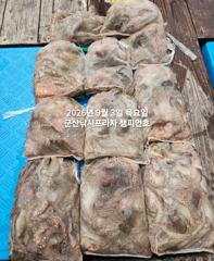 9/3일, 군산 주간문어~부쩍커진 문어들~~10분 대박조황~망탱이조황~9월문어출조합니다~~~군산 챔피언호