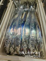 (南)남해조황 - 4일새벽 우~와 씨알큰 내만갈치 퍼~ 담았어요~!! 오늘 예약가능