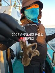 9/4일, 재미있는 군산주꾸미~ 오늘도 나오고 있어요~점점 좋아지는 쭈꾸미조황~군산  나드리호