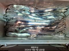 [진해] 점점 씨알좋은 내만갈치 폭풍입질 금,토,일요일 예약가능합니다