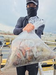 (南)남해조황 - 삼천포 마린보이 9. 6. 일요일 풍성한 주간문어 뜯으로 출항합니다.