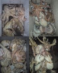 (南)남해조황 - <고흥녹동> 청룡호 오후반6시간 돌문어 핫조황!!