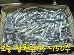 내만갈치 사이즈 마리수 굿굿!!! 100수 이상 낚낚GOGO~