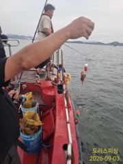토요일 짬낚 갑오징어 자리여유