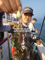 9/4일, 군산주꾸미~ 오늘도 나오고 있어요~점점 좋아지는 쭈꾸미조황~군산 챔피언호