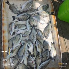 [고성] 병산9/4  감성돔 마리수 선외기 흘림조황~~