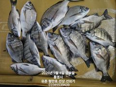 유촌 형만레저 선외기 감성돔 흘림 조황입니다 내일여유