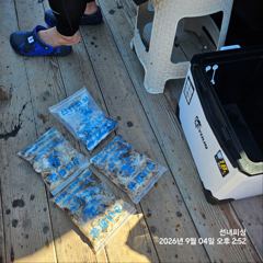 태안 안면도 쭈꾸미낚시 200수 다량!!!