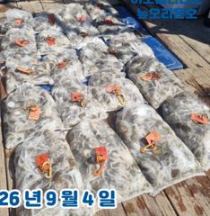 <뉴오리온호> 쭈꾸미 종일 마무리 조황(4일)-함께해주신 조사님들 수고하셨습니다.