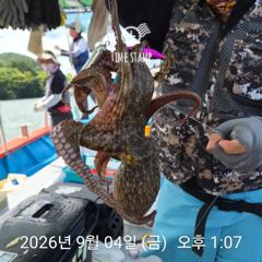 문어 장원 17마리