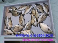 해신피싱호 감성돔 조황입니다.