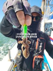  9/4일, 군산주꾸미~ 재미있는 쭈꾸미 ~점점 좋아지는 쭈꾸미조황~군산 챔피언호