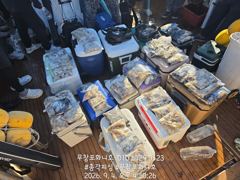 쭈갑백문조황 - 쭈꾸미 조황 제대로 살아납니다! 물때 좋은 다음주 자리 여유있습니다! 함께하시죠!! - 무창포총각피싱선상낚시배낚시