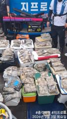 쭈갑백문조황 - 쭈꾸미 조황 제대로 살아납니다! 물때 좋은 다음주 자리 여유있습니다! 함께하시죠!! - 무창포총각피싱선상낚시배낚시